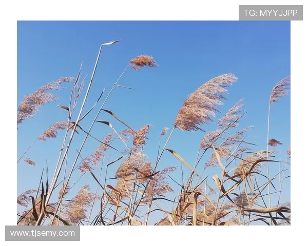 远雷:敲响心扉的古老回响,唤醒沉睡的万物生灵